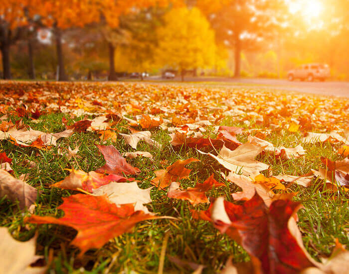 Seasonal Lawn Maintenance Packages